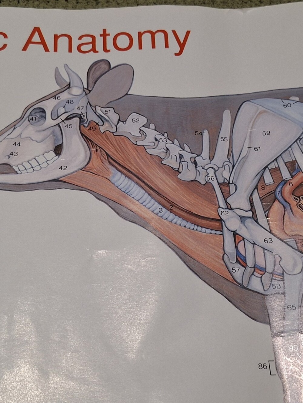 Vintage Topographic Anatomy of the Cow Poster -2004 17x22 Diagram